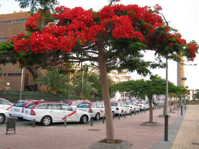 muoversi a gran canaria