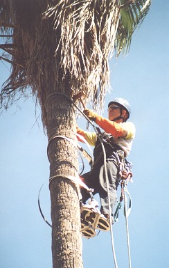 Il lavoro del giardinaggio alle Canarie